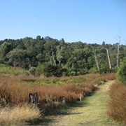 Marutswa Forest, South Africa