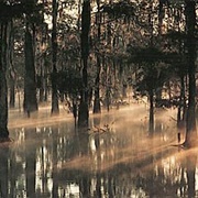 Manchac Swamp