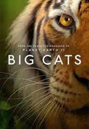 Big Cats (2018)