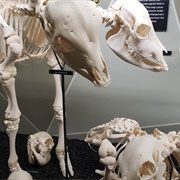 SKELETONS: Museum of Osteology
