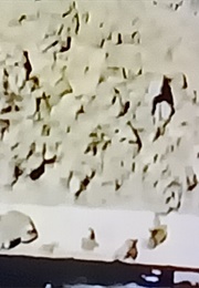 Traktora (Aleynikov) (1987)