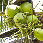 Coconut Water & Flesh From a Freshly-Picked Coconut, Fiji