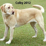 Colby 2012