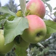 Rhode Island Greening