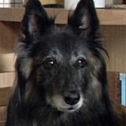 Wellard (Eastenders)