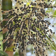 Acai Berries