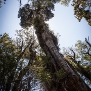 Gran Abuelo, Alerce Costero National Park, Chile