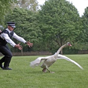 Going on a Wild Goose Chase