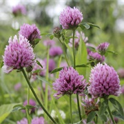 Red Clover (Trifolium Pratense)