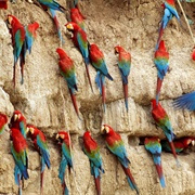 See Parrots at a Clay Lick, Peruvian Amazon Rainforest