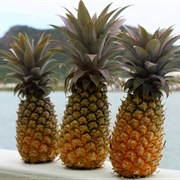 Antigua Black Pineapple