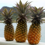 Antigua Black Pineapple