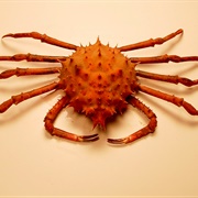 Spiny Crab