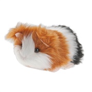 Cinnamon Guinea Pig