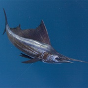 Sailfish