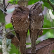 Sri Lanka Frogmouth