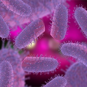 Rabies (Deadliest Mortality Rate)