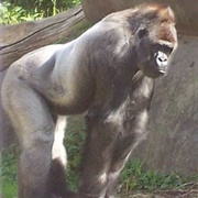 Bokito the Gorilla