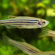 Zebra Fish