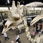 Museum of Osteology, OKC
