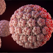Human Papilloma Virus