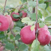 Ugly Pink Lady Apple