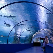 Osaka Aquarium Kaiyukan