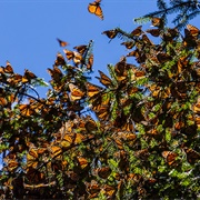 El Rosario Butterfly Sanctuary, Michoagan, Mexico