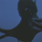 Cuban Octopus - Octopus