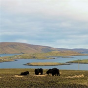 West Burra, Shetland