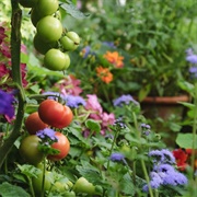 Plant Flowers or Vegetables