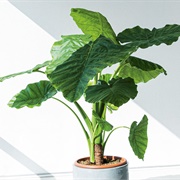 Alocasia MacRophyllus