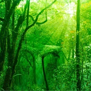 Mossy Forest, Malaysia