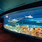 Texas State Aquarium - Corpus Christi, TX