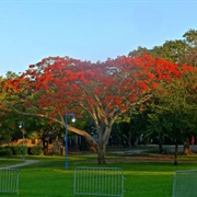 Peacock Park