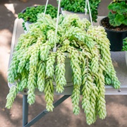 Burro's Tail