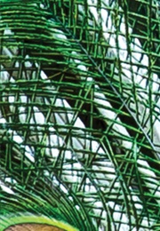 Blue: In Search of Nature's Rarest Color (Kai Kupferschmidt)