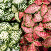 Fittonia Albivenis