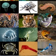 Guess the Animal (With Footprints)