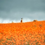 Namaqualand, South Africa