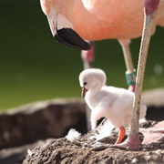 Tracy Aviary & Botanical Gardens