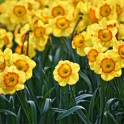 Daffodils Spring UK
