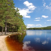 Loch Garten, Scotland