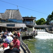 The Cove, Leland, MI