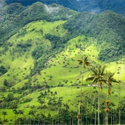 Valle De Cocora, Quindío, Colombia