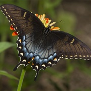 Spicebush Swallowtail