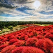 Hitachi Seaside Park, Japan
