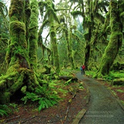 Hall of Mosses, WA