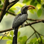 Thattekad Bird Sanctuary