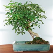 Hawaiian Umbrella Tree